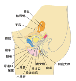 女子陰阜 